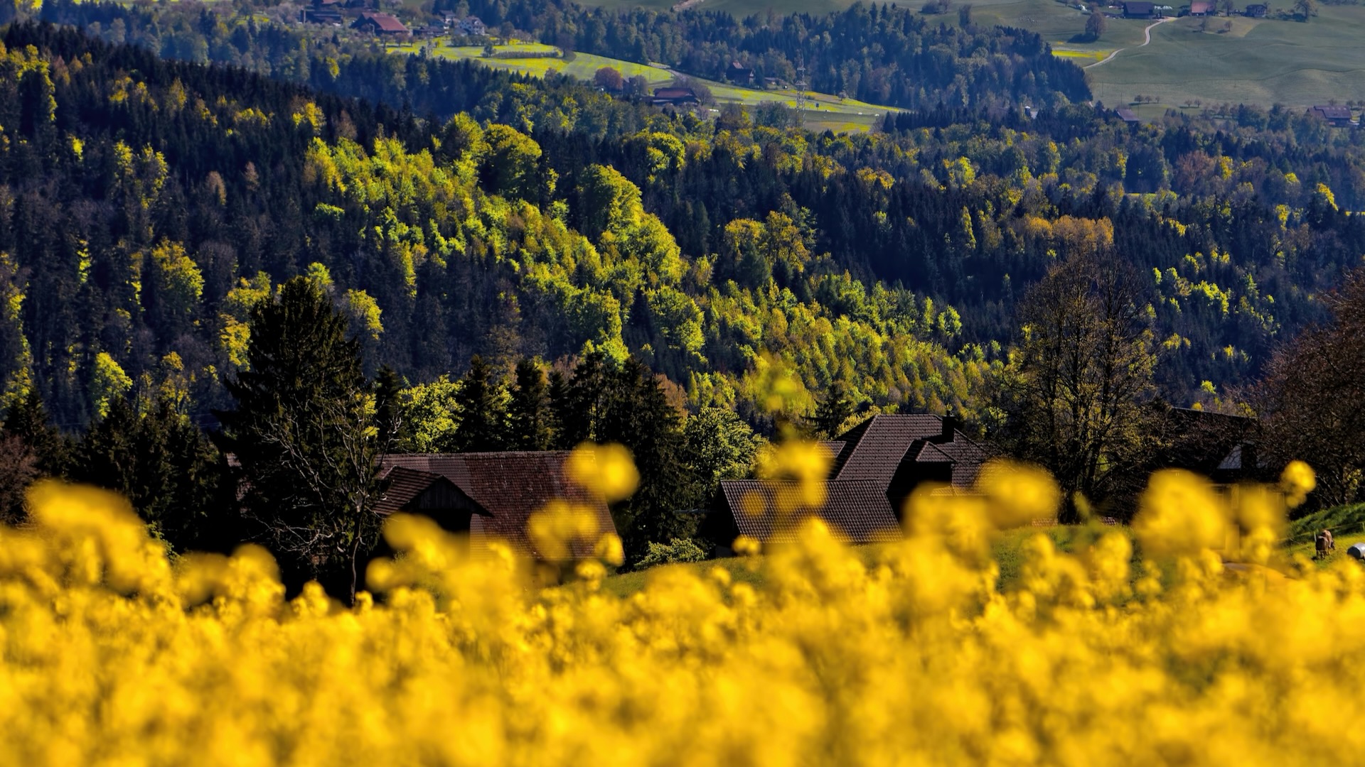 Spring